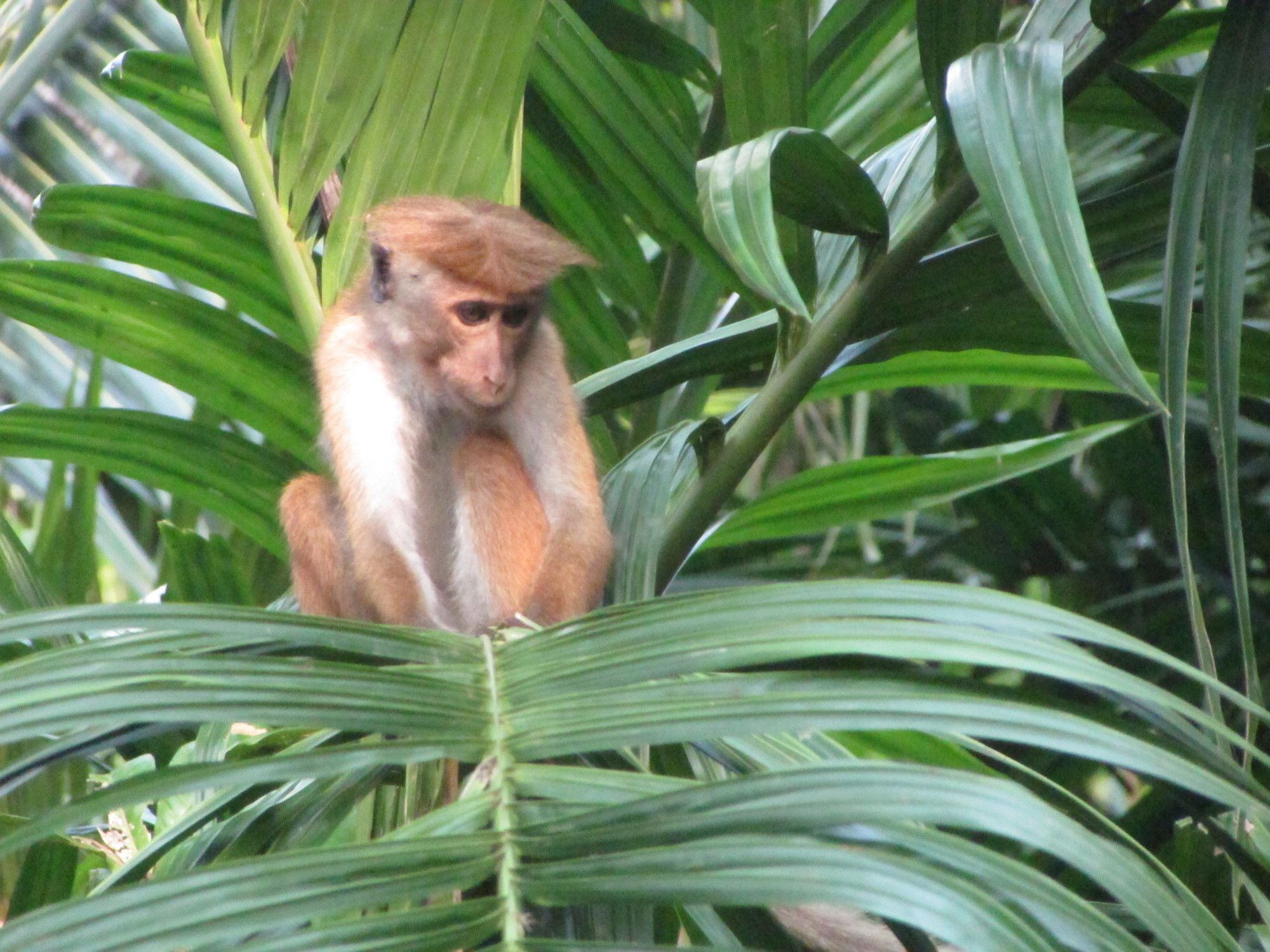 Hotel Jungle guest ,Mirissa Extérieur photo